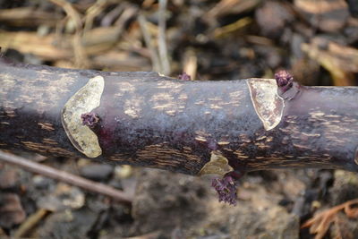 Close-up of old wood