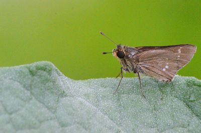 Close-up of butterfly on leaf