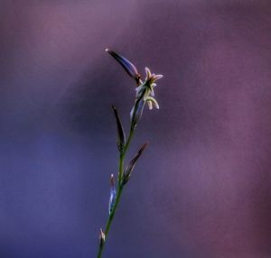 Close-up of purple flowering plant