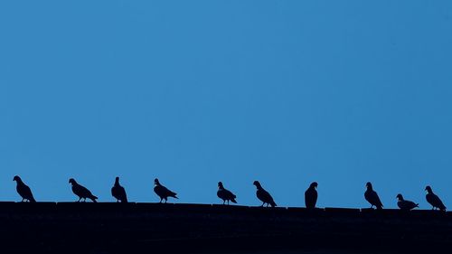 Low angle view of birds perching against clear blue sky