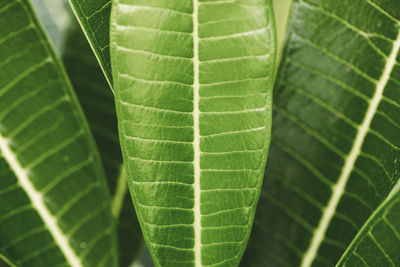 Close-up of green leaves