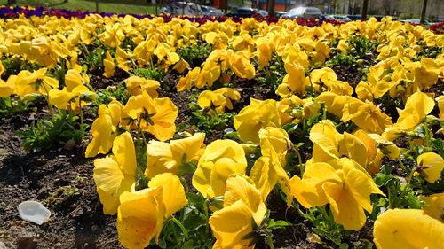 Close-up of yellow flowers blooming in field