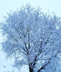 Low angle view of frozen tree against sky