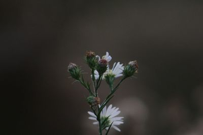 Close-up of flowers blooming outdoors