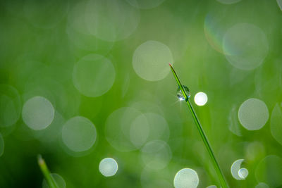 Close-up of water drops on plant