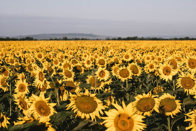 Scenic view of sunflower field against sky