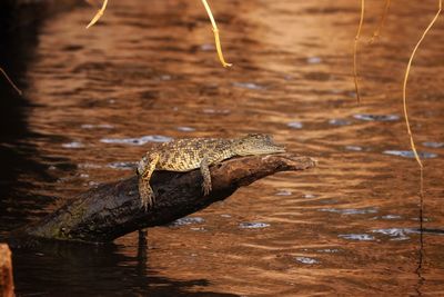 High angle view of crocodile in a lake