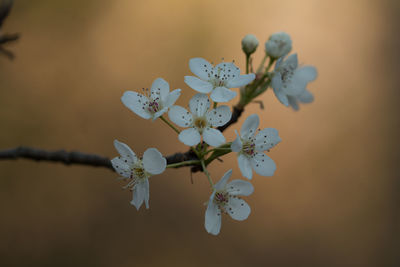 Close-up of flowers on branch
