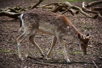 Deer standing on field