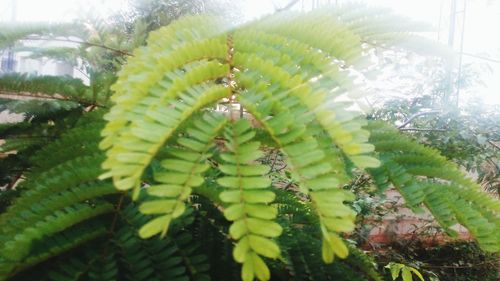 Close-up of fresh green plant