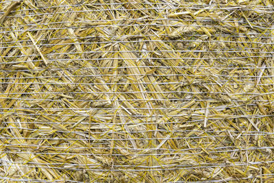 Full frame shot of dried plant