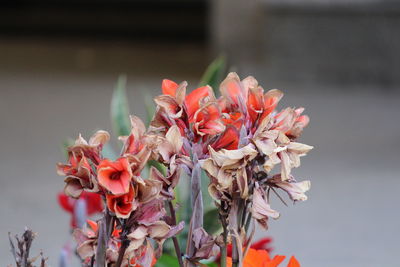 Close-up of red flowering plant