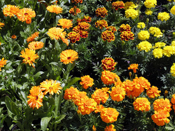 Close-up of yellow flowers blooming outdoors