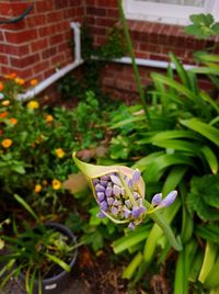 Close-up of purple flowers