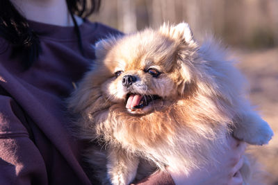 Portrait of dog