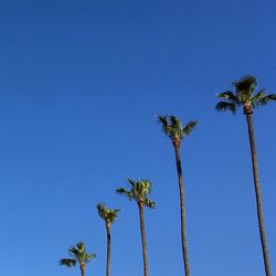 Low angle view of palm trees against clear blue sky