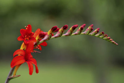 Closeup of a crocosmia flower spike with opern red flowers and buds in a garden with selective focus