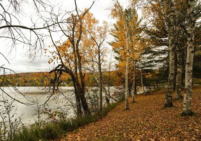 Trees growing by lake against sky during autumn