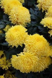 Close-up of yellow flowers