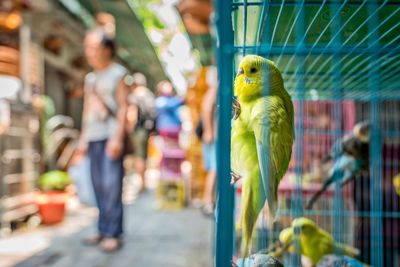 Close-up of parrot perching in cage