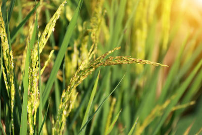 Close-up of wheat growing on field