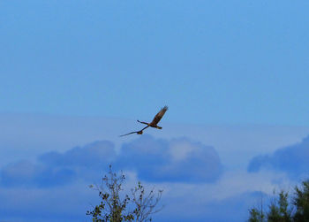 Low angle view of bird flying in sky