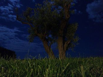 Trees on field against sky at night