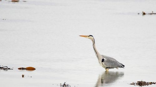 Bird on a lake