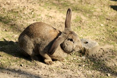 Rabbit with long ears