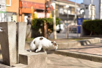 Side view of cat standing on retaining wall