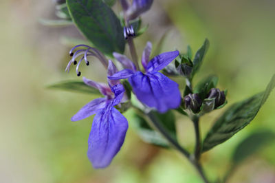 Close-up of purple flowering plant