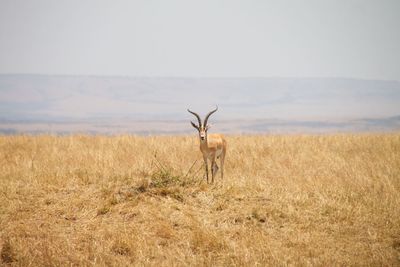 Horse on field against sky