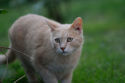 Portrait of cat on field