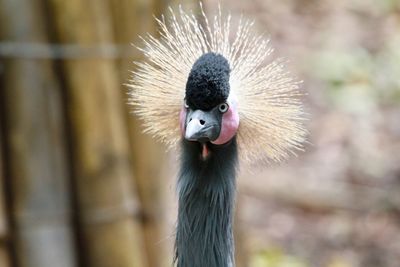 Close-up of crane