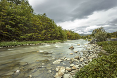 River by trees