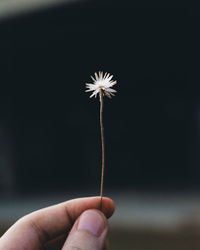 Close-up of hand holding dandelion against white background