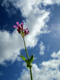 Low angle view of flowers against sky