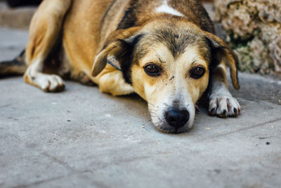 Close-up portrait of dog relaxing on floor