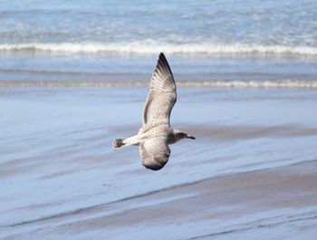 Seagull flying over beach