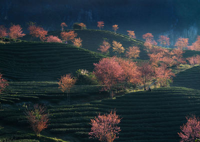 High angle view of trees on field against sky