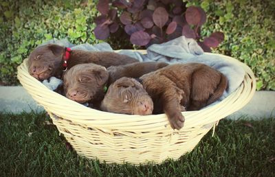 Animal sleeping in basket