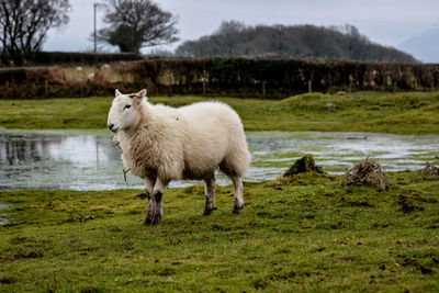 Sheep standing on field against sky