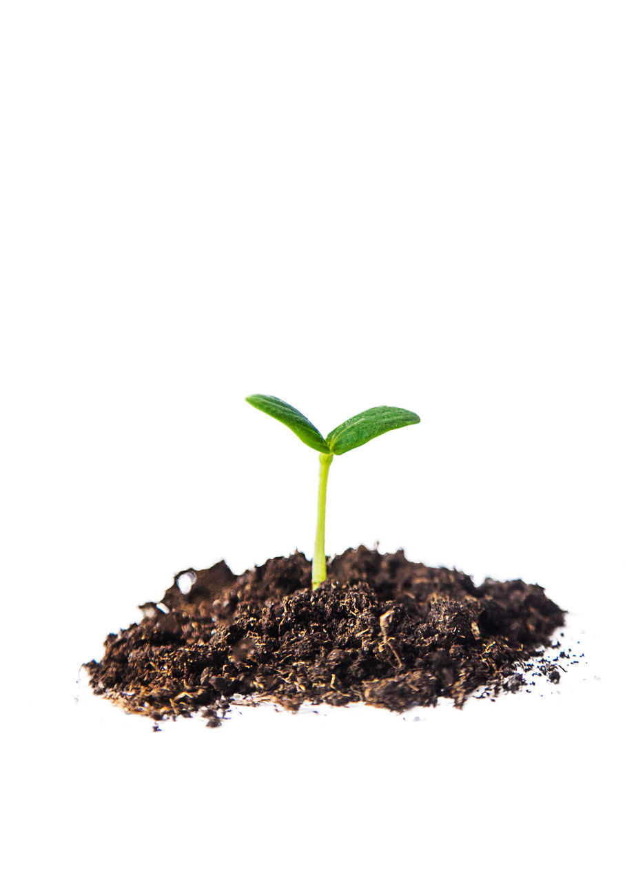 soil, plant, plant part, leaf, seedling, growth, white background, nature, studio shot, beginnings, cut out, copy space, no people, sapling, beauty in nature, dirt, green, indoors, houseplant, botany, close-up, tree, environmental conservation, produce, gardening, environment, lap dog, freshness, fragility, flower