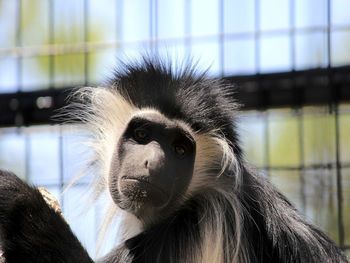 Portrait of angola colobus in zoo