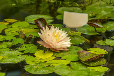 Beautiful pink waterlily or lotus flower in pond