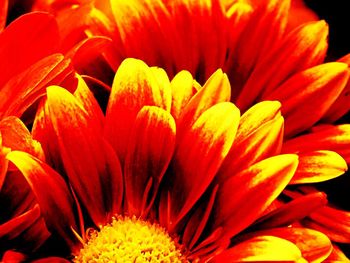 Close-up of orange flowers blooming outdoors