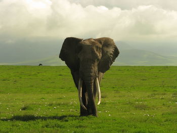 View of horse on grassy field against cloudy sky