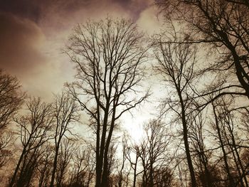 Low angle view of silhouette trees against sky