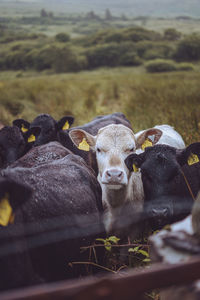 Portrait of cow on field