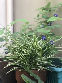 Close-up of potted plant